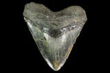 Fossil Megalodon Tooth - North Carolina #145460-1